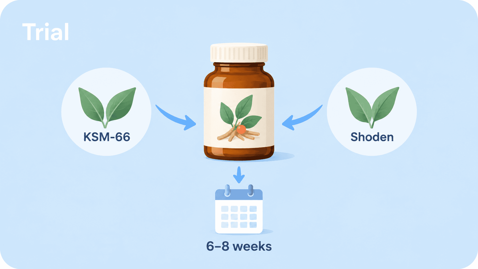 KSM-66 and Shoden extract labels beside an ashwagandha bottle and a calendar marked 6 to 8 weeks