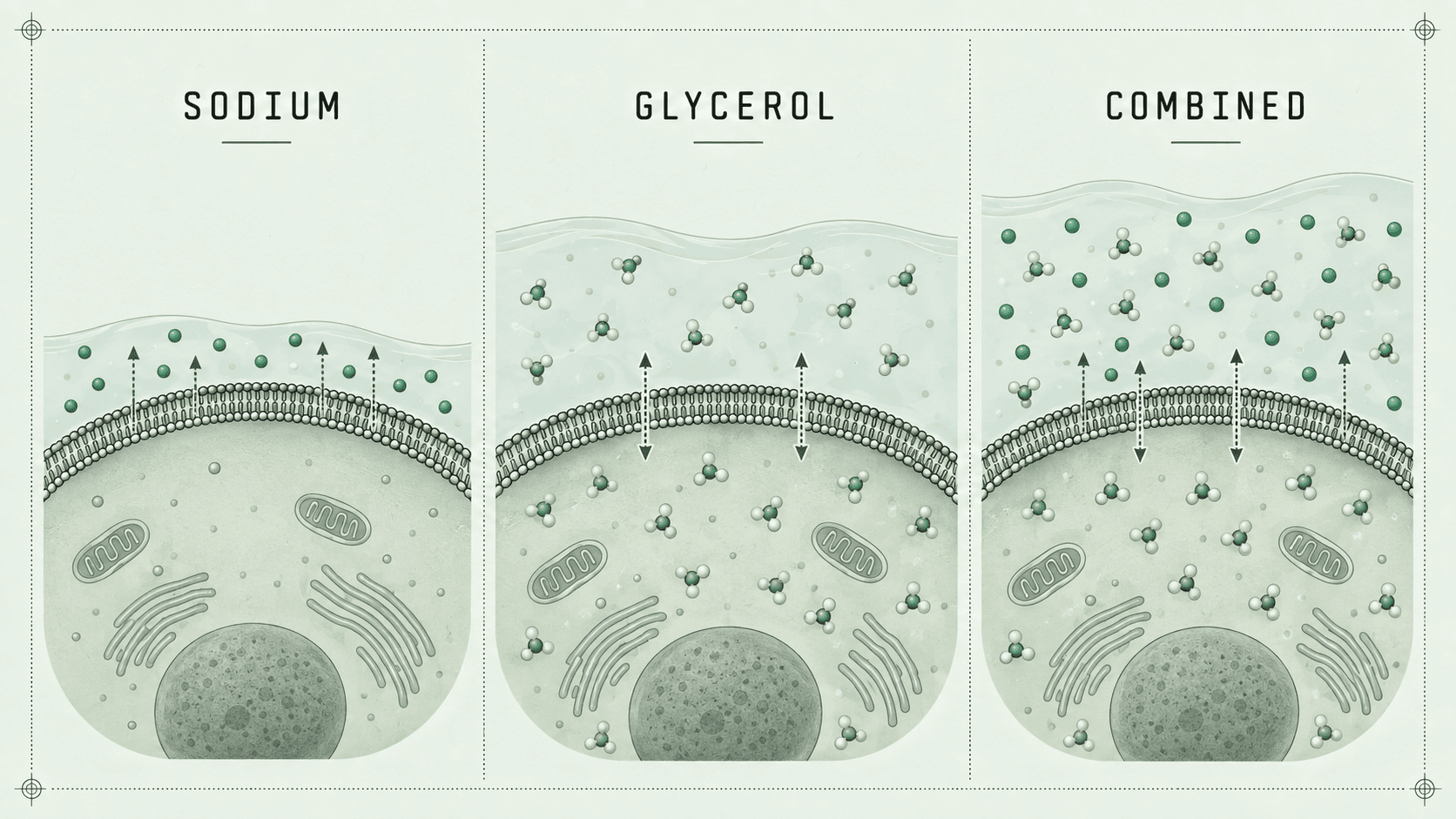 Three-panel comparison of sodium, glycerol, and combined hyperhydration across fluid compartments