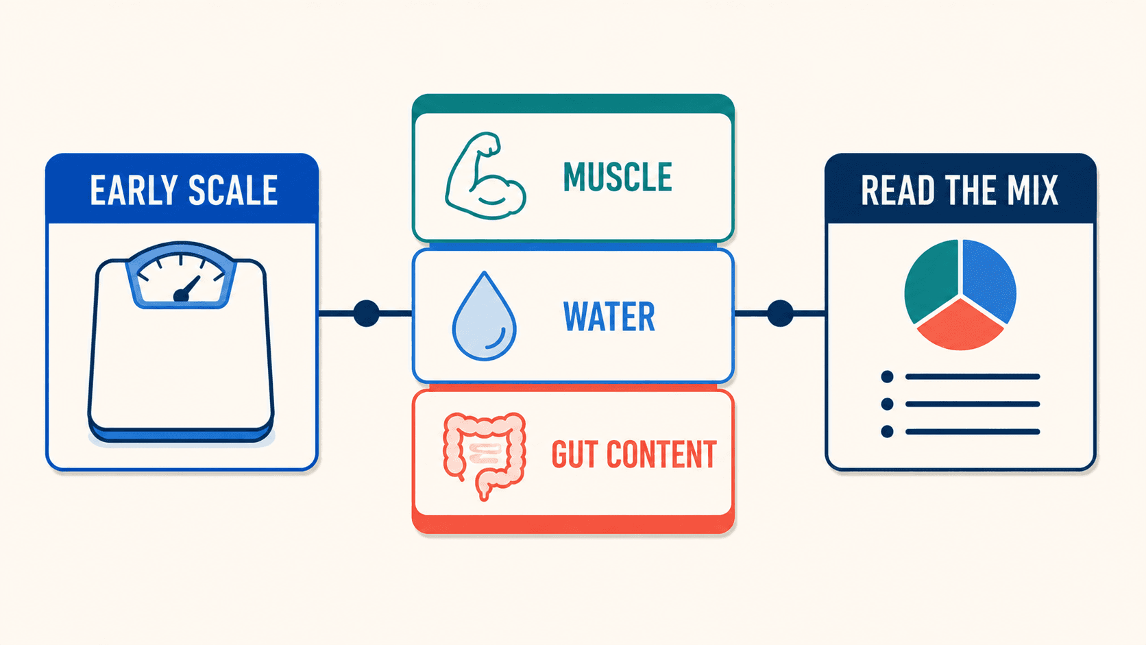 An early scale increase can reflect muscle, water, and gut content—not just fat.