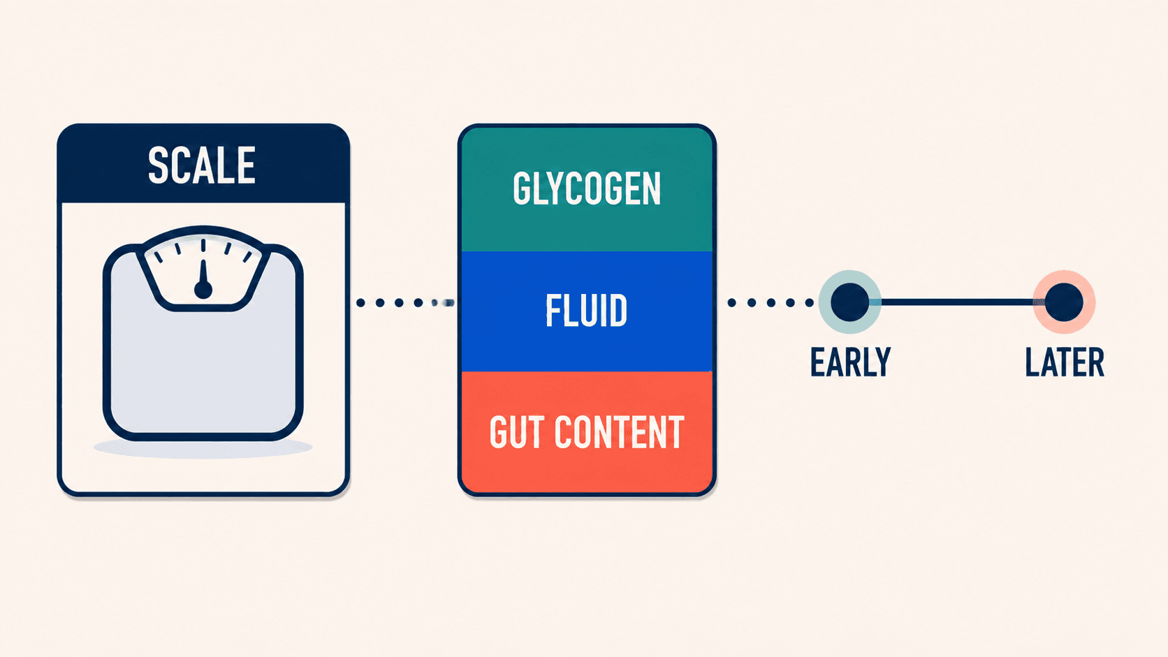 Scale weight can shift with glycogen, fluid, and gut content across the early and later parts of a deload.