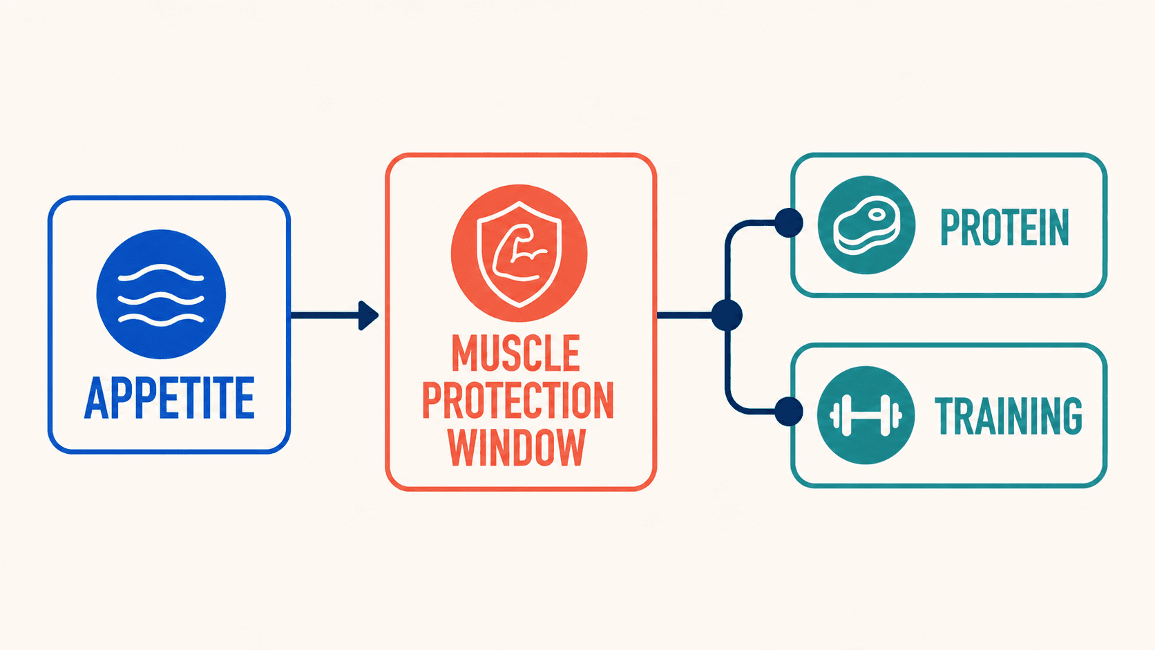A quieter appetite window makes protein intake and resistance training the muscle-protection priorities.