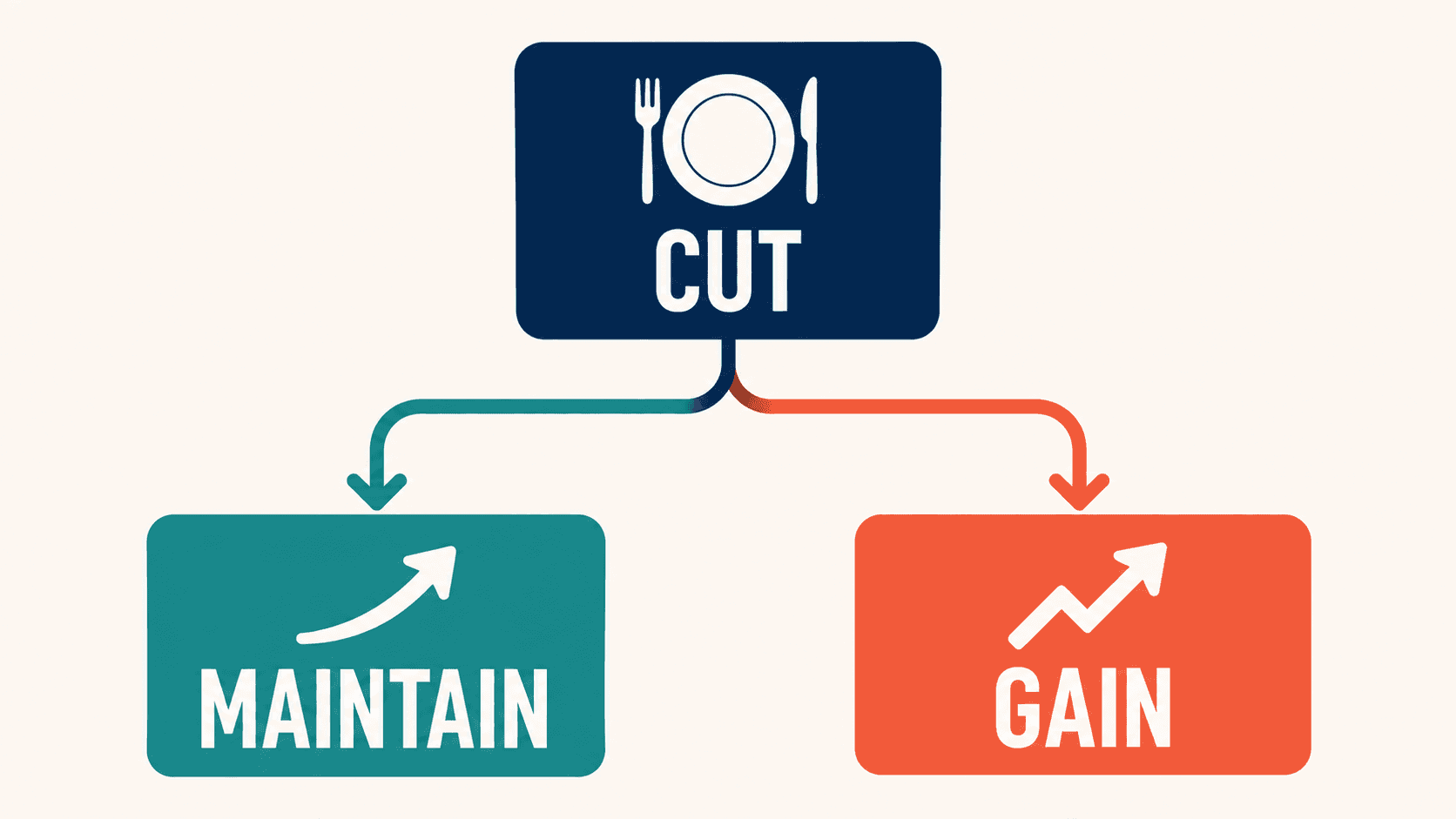A finished cut leads into either a maintenance phase or a surplus phase that builds muscle.