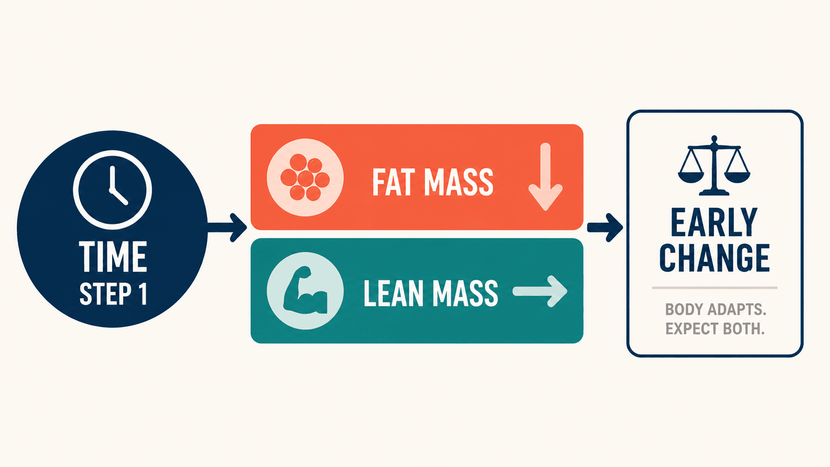 Early in a recomposition phase fat mass falls while lean mass holds flat.